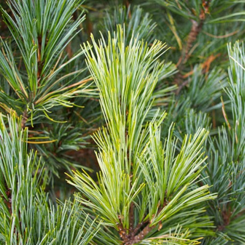 Pinus cembra - Alpi seedermänd C5/5L